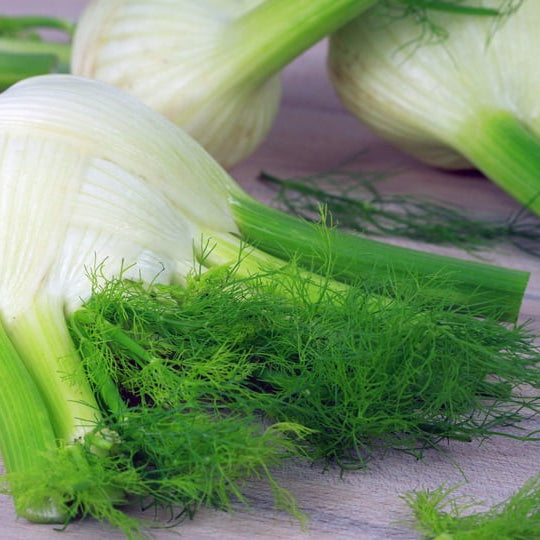 Fennel 'Orazio'