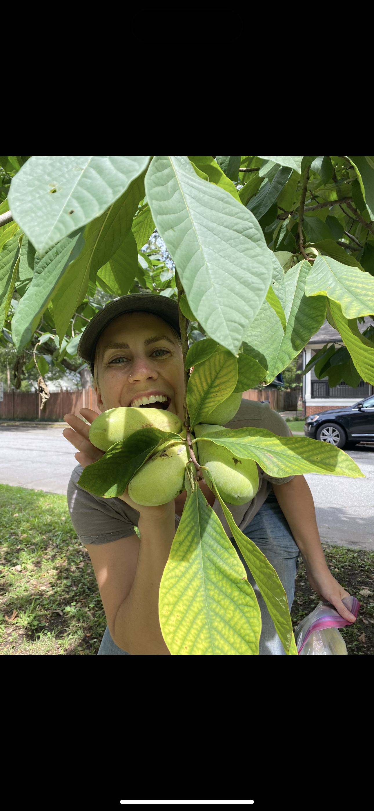 Pawpaw - 4 in tree pot