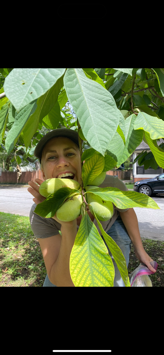 Pawpaw - 4 in tree pot