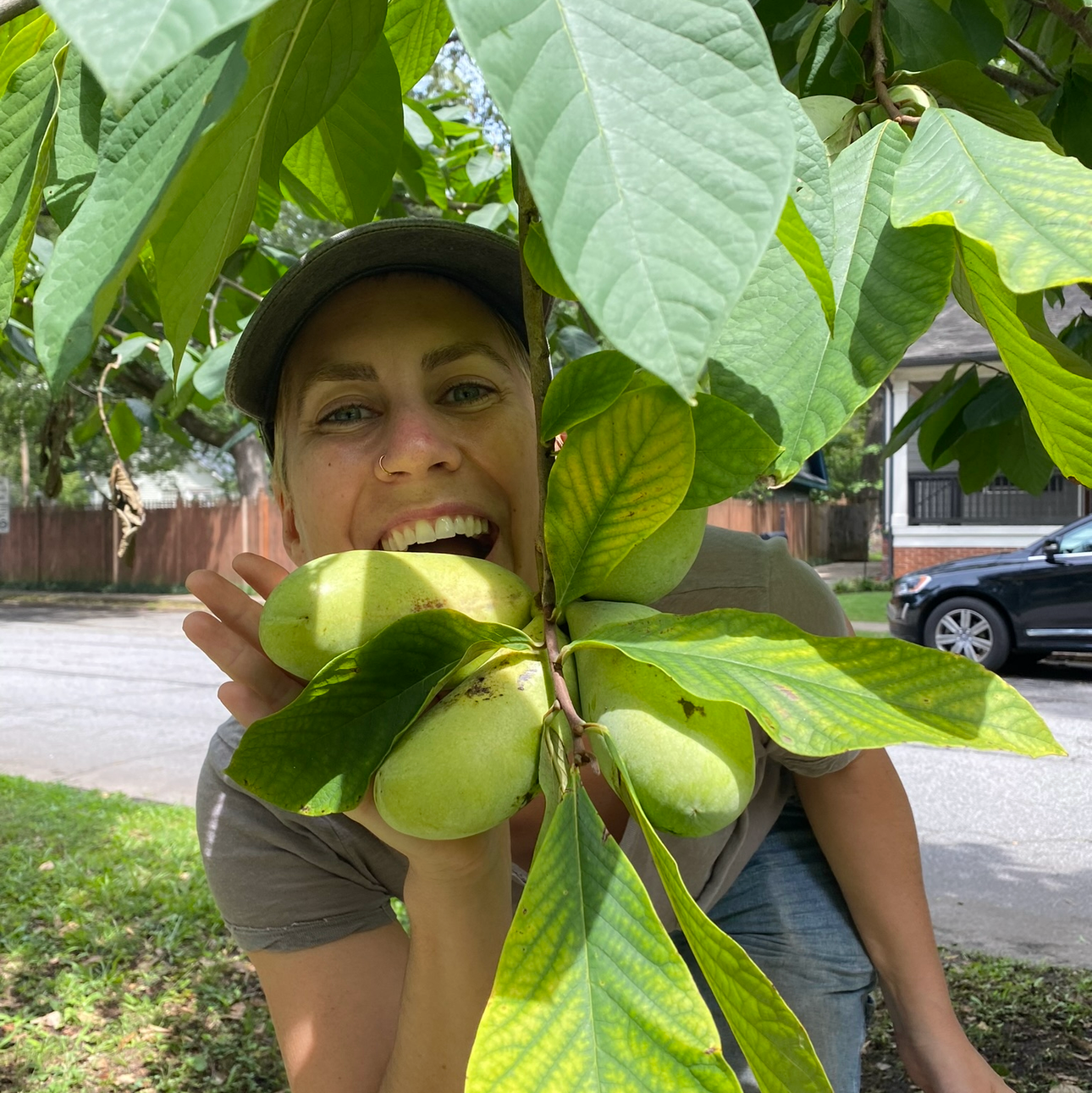 Pawpaw - 4 in tree pot