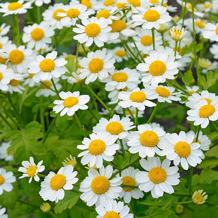 Feverfew