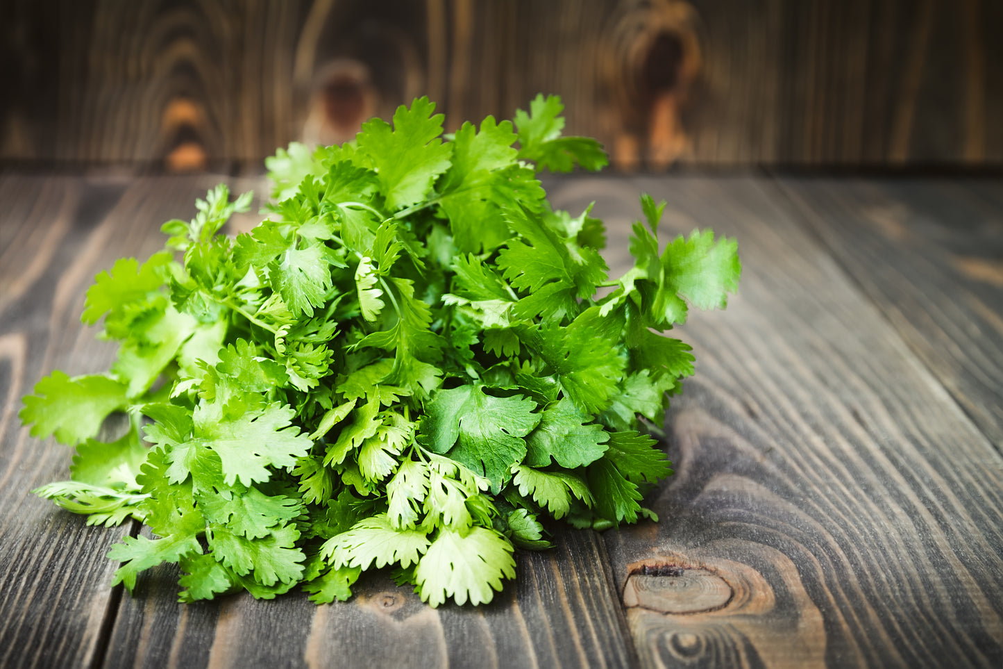 Cilantro 'Long Standing Santo'