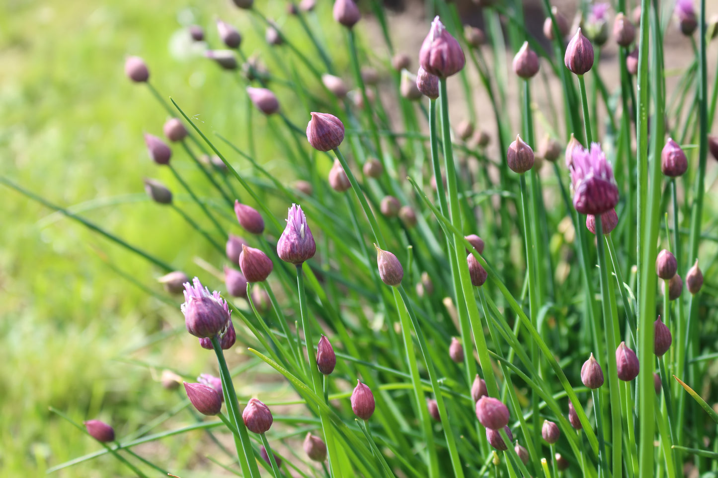 Chives 'Common'