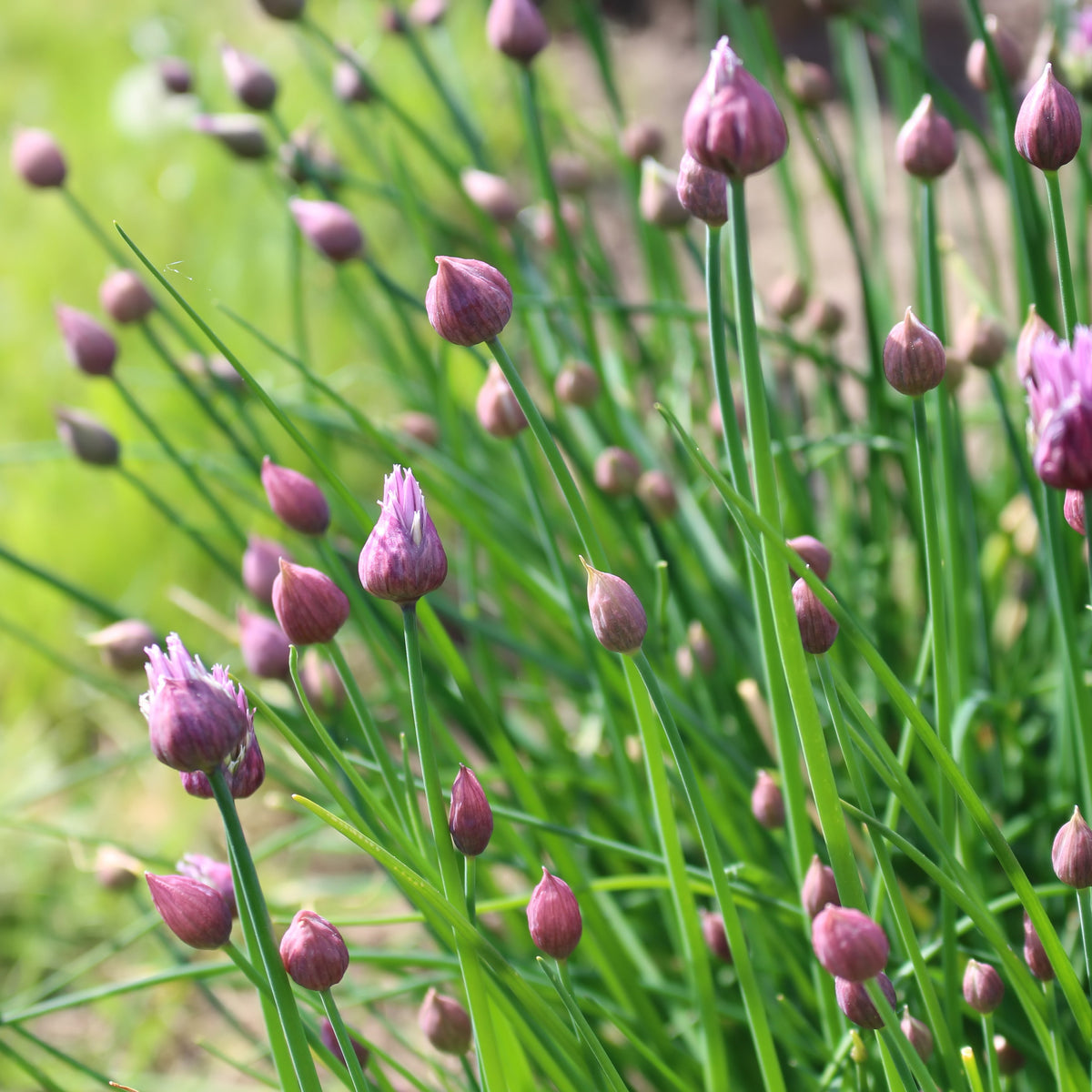 Chives 'Common'