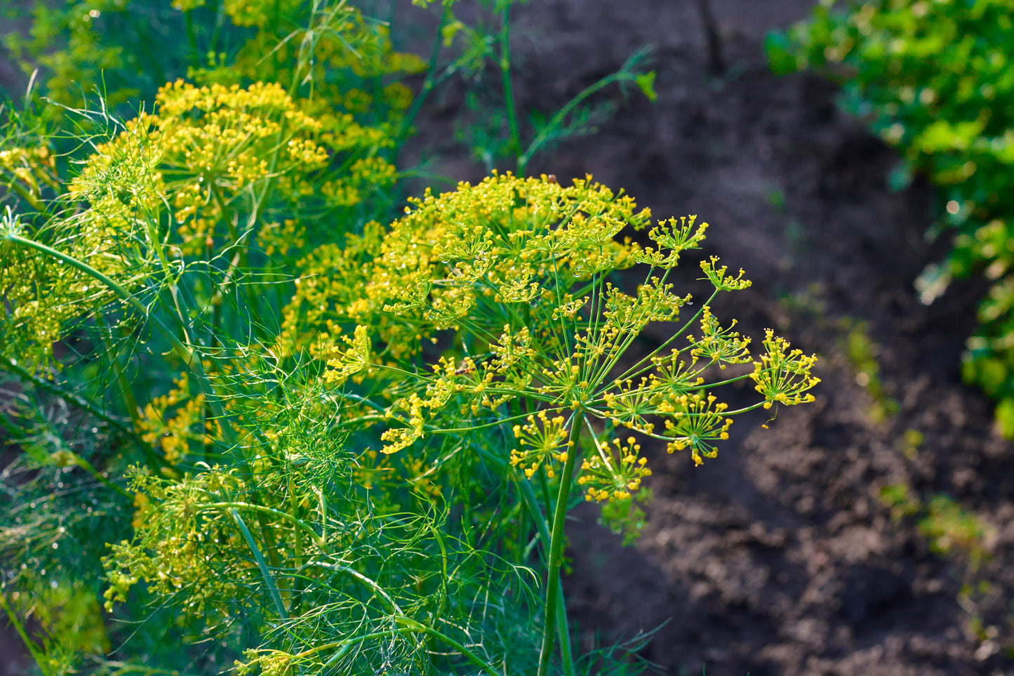 Dill, Bouquet
