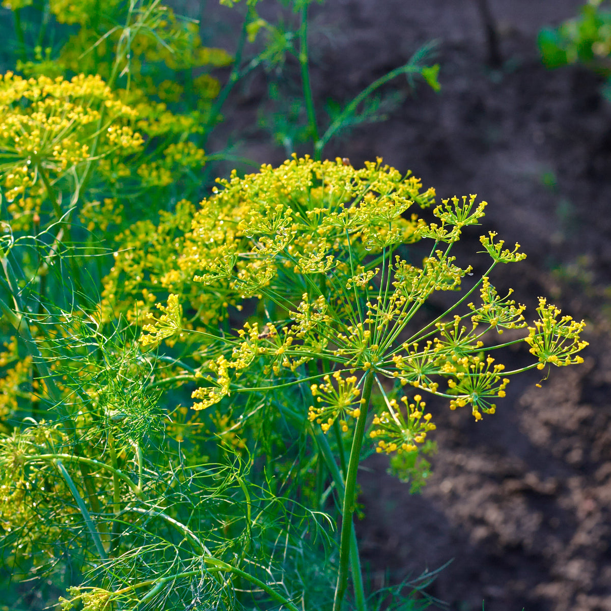 Dill, Bouquet