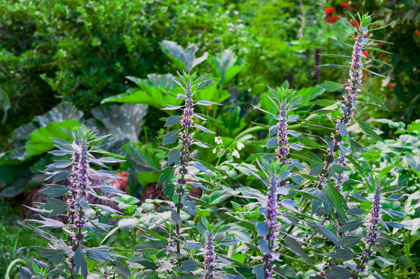 Motherwort 'Siberian'