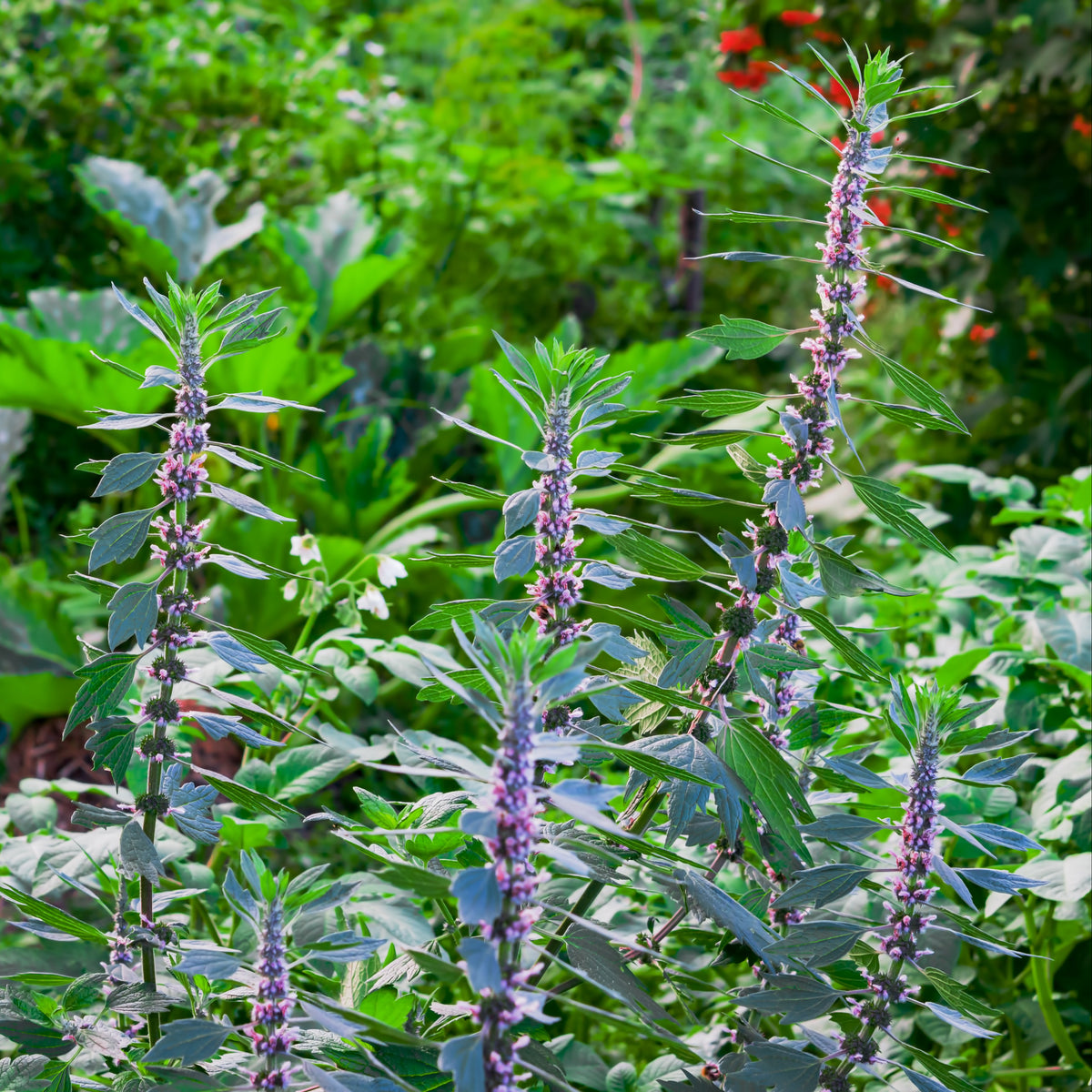 Motherwort 'Siberian'