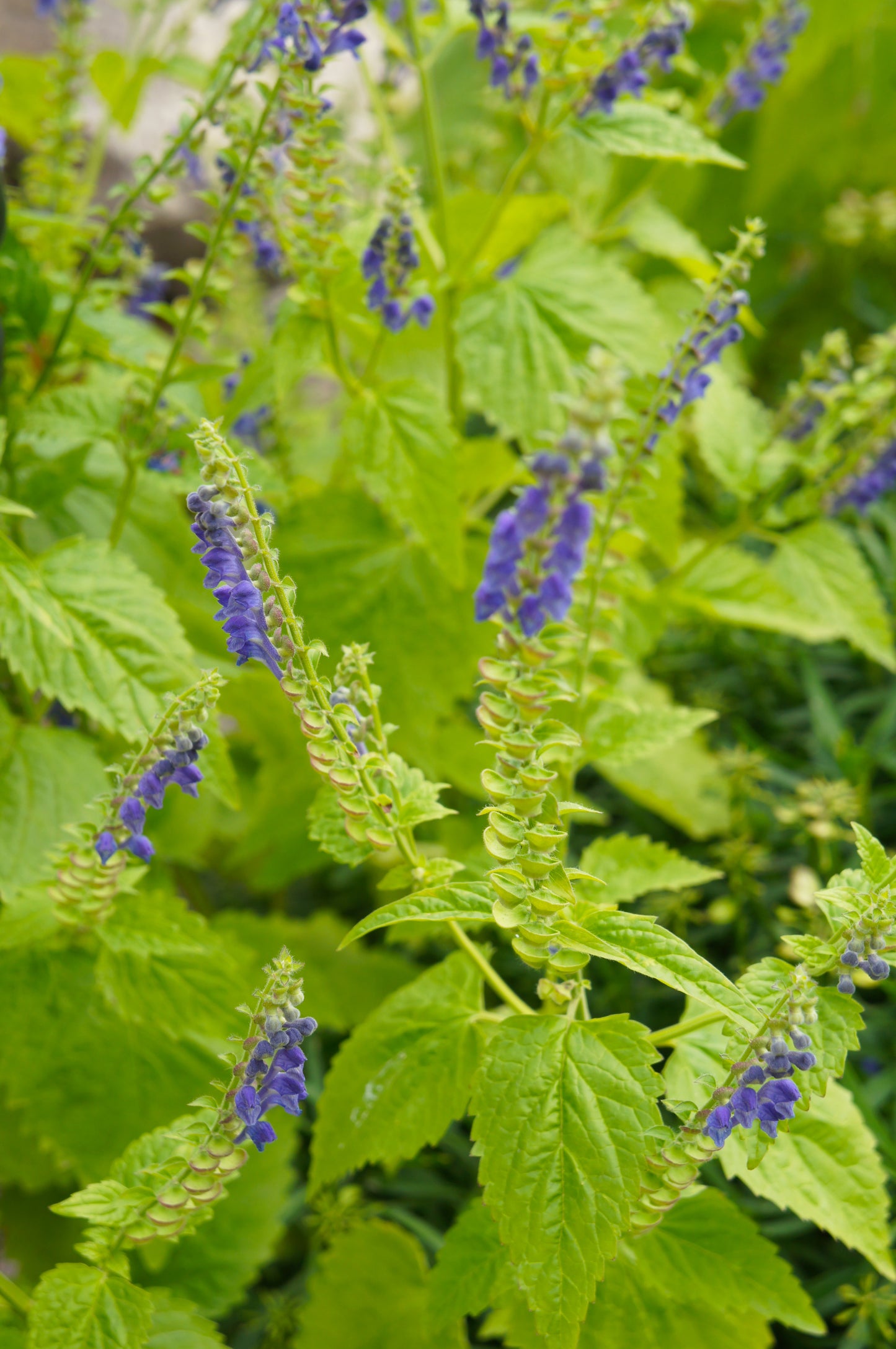 Skullcap