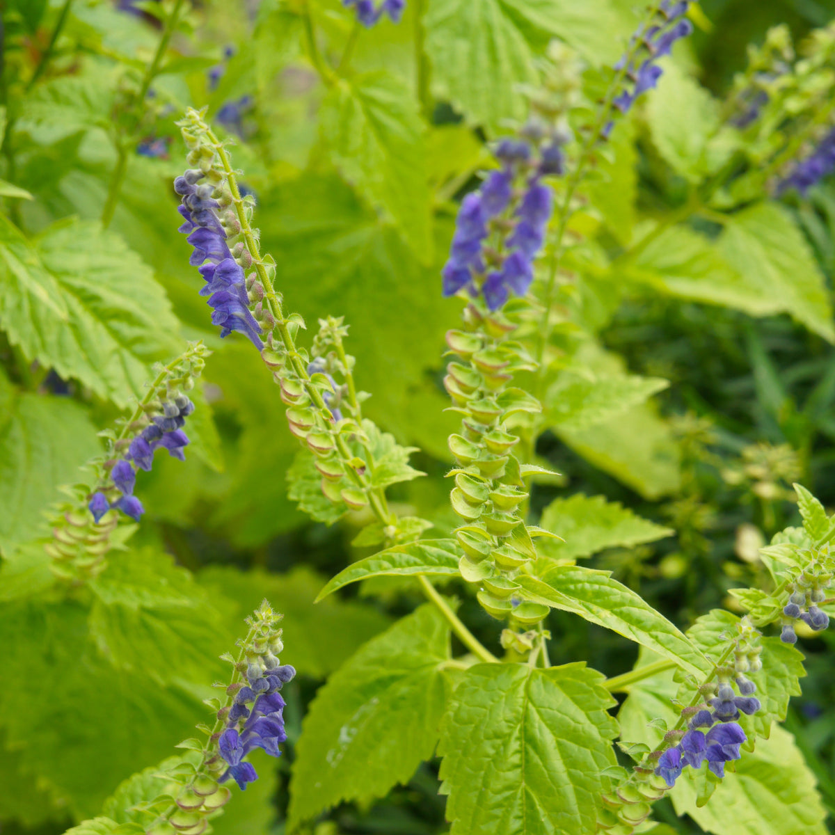 Skullcap
