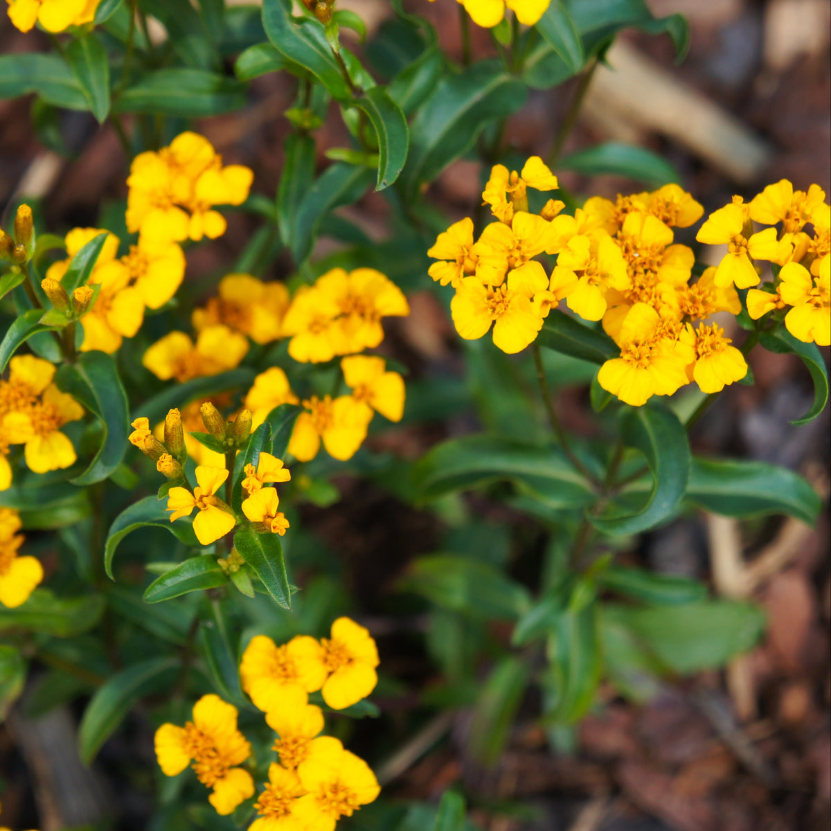 Tarragon, Mexican