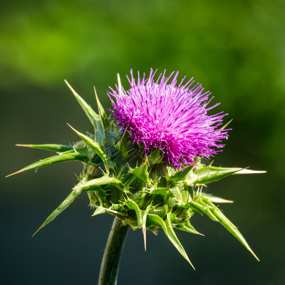 Milk Thistle