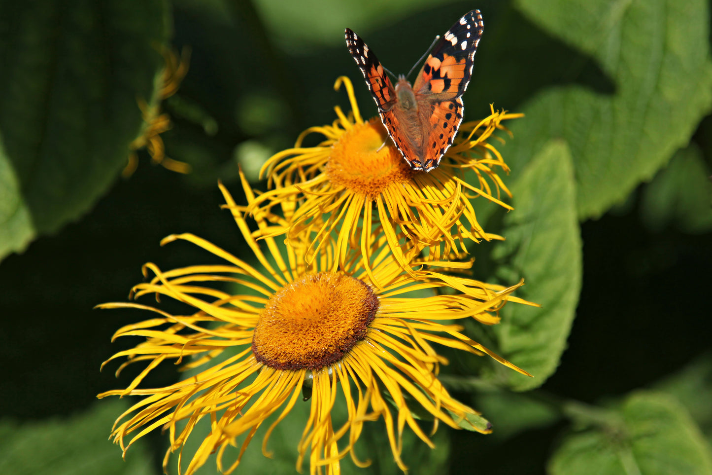 Elecampane