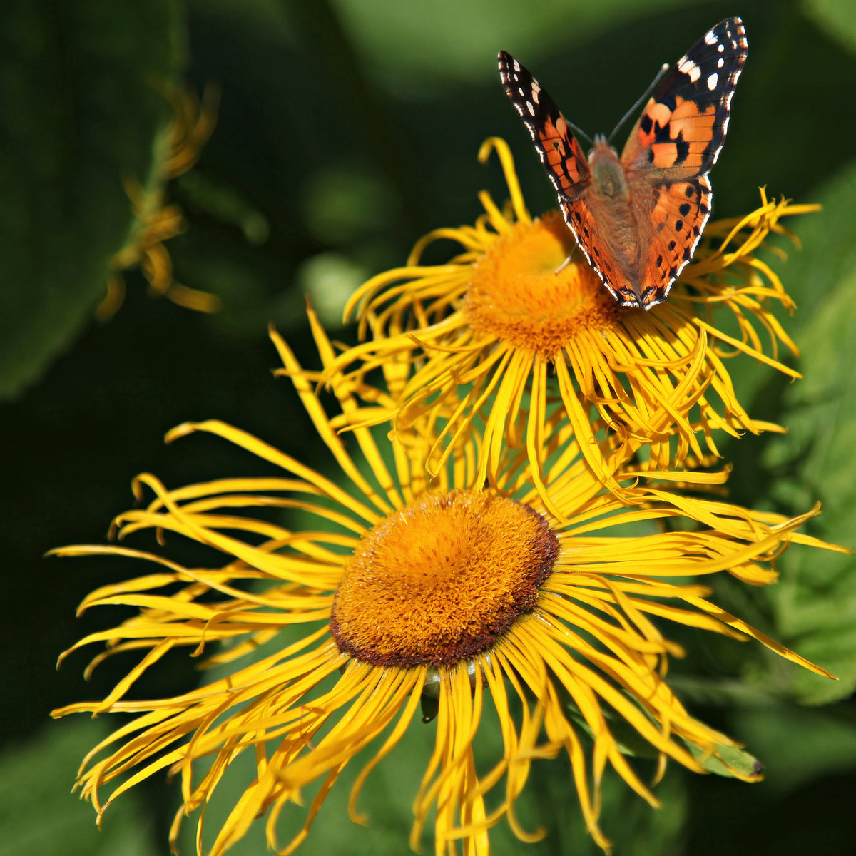 Elecampane