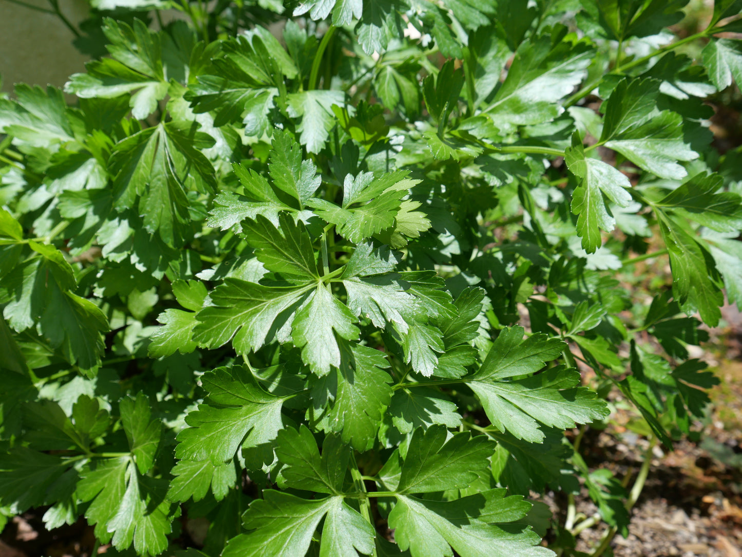 Parsley, Giant of Italy