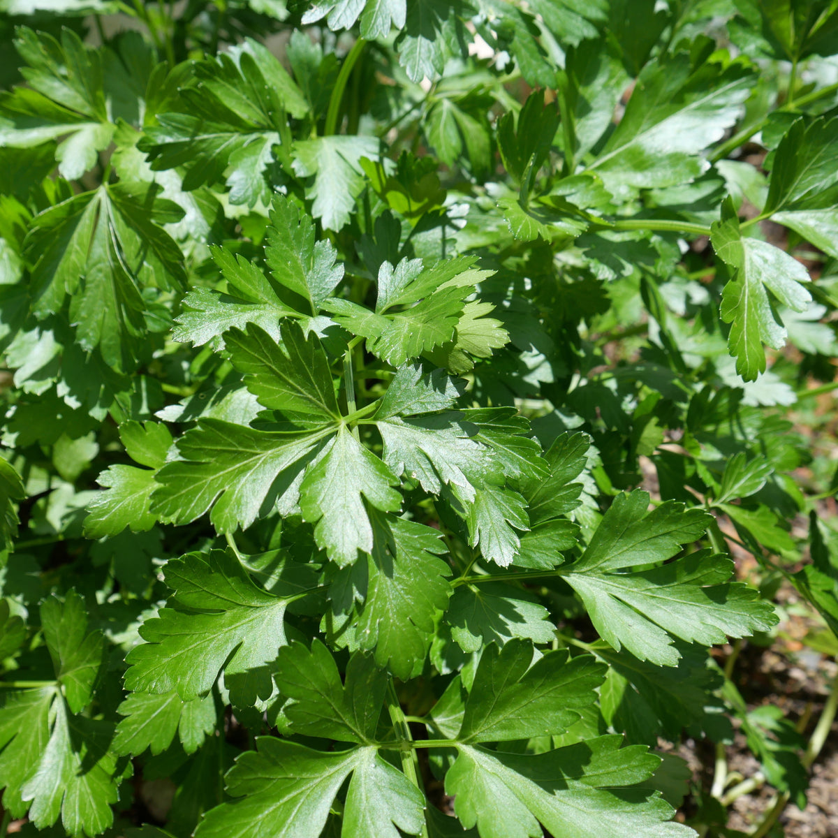 A photo of a parsley plant with dark green leaves.