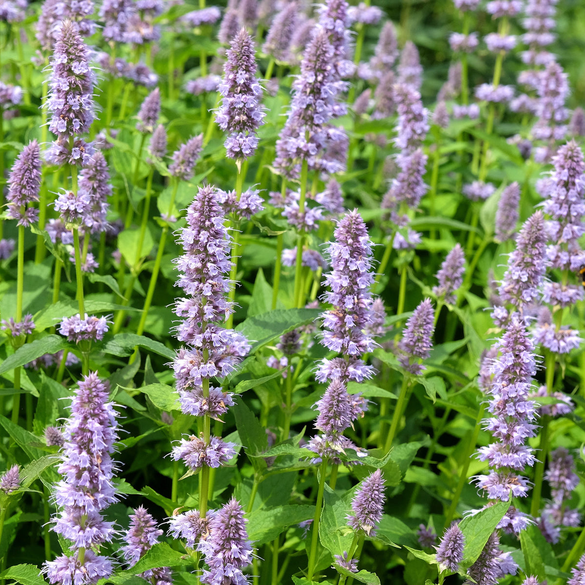 Anise Hyssop