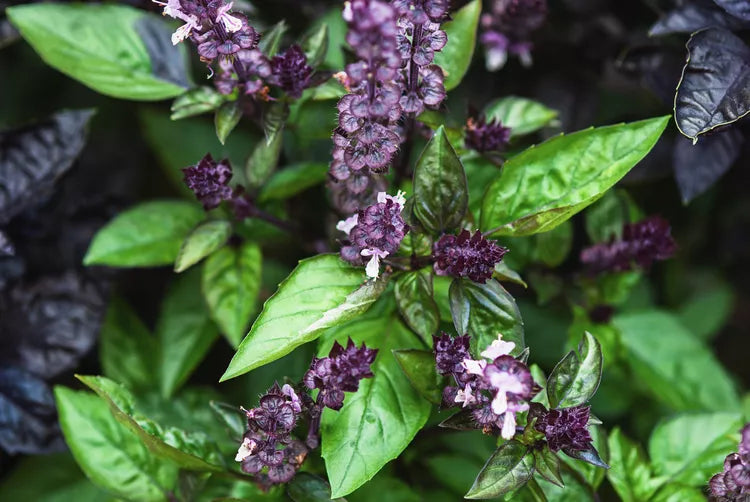 Basil, Cinnamon