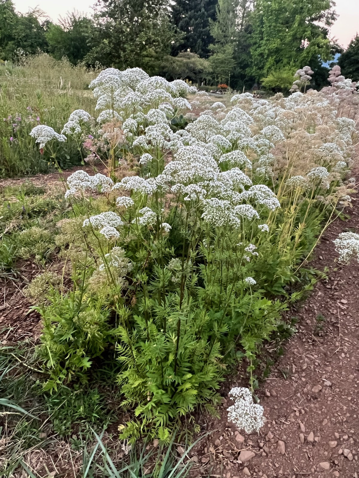 Valerian