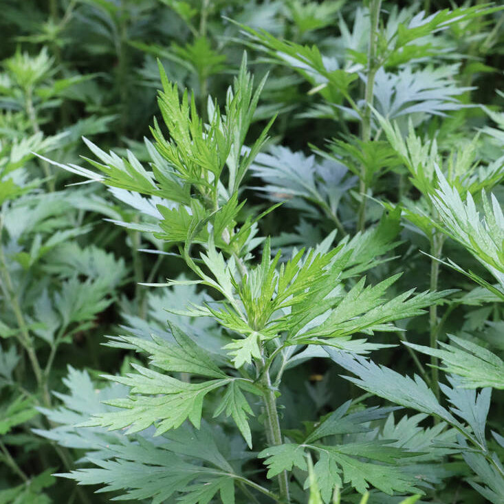 Mugwort