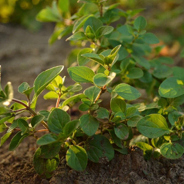 Oregano, 'Common'