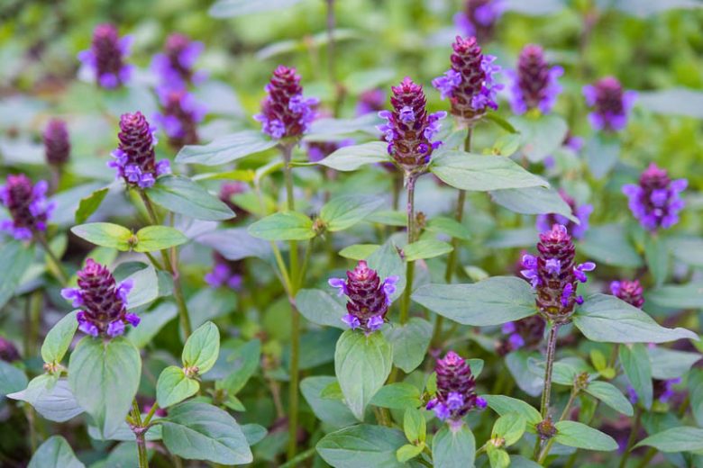 Selfheal