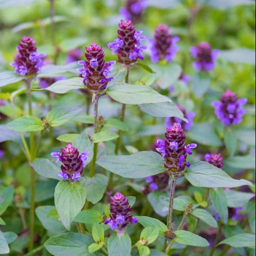 Selfheal