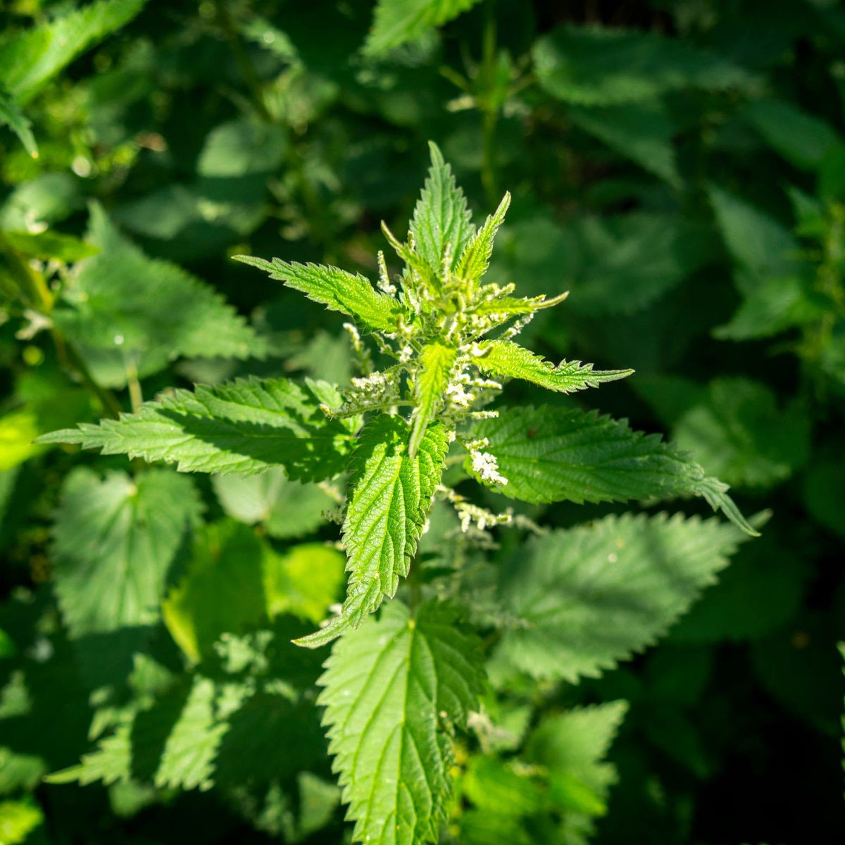 Stinging Nettles