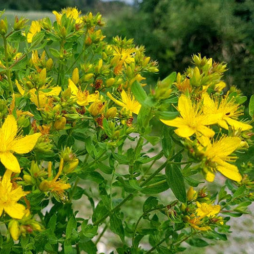 St. John's Wort