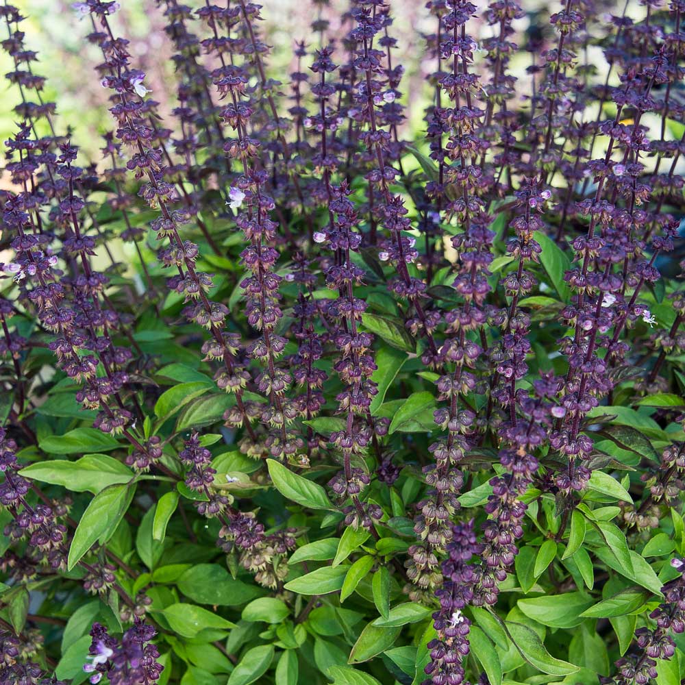 Basil, Sweet Thai