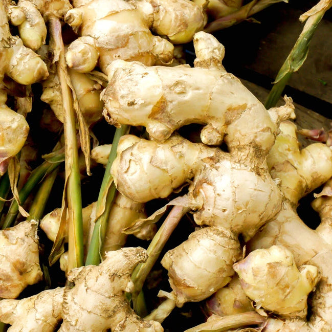 Ginger