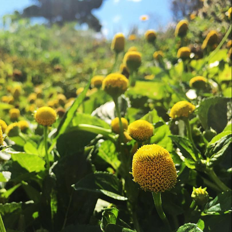 Spilanthes, Lemon Drop