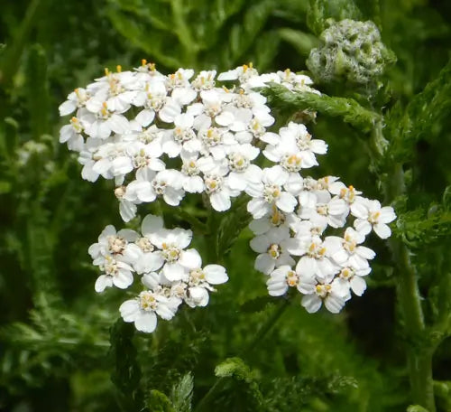 Yarrow, Official
