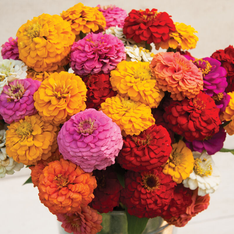 Zinnias - Oklahoma Formula