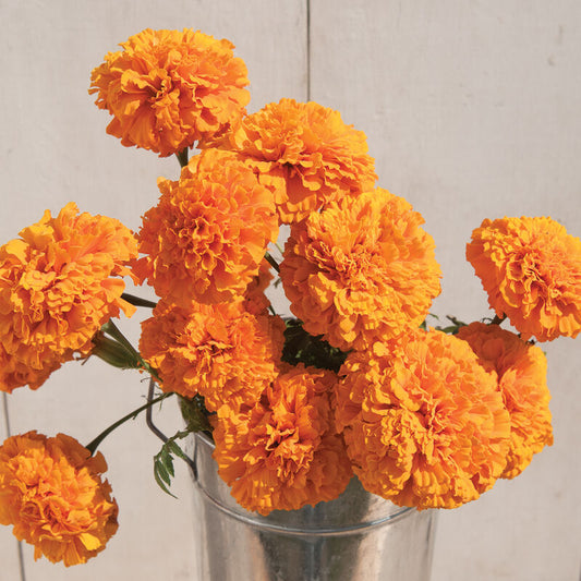 Marigolds - Giant Orange