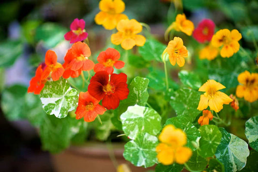 Nasturtiums 'Alaska Mix'