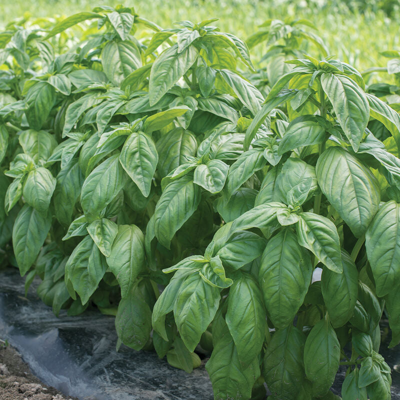 Basil 'Italian Genovese'