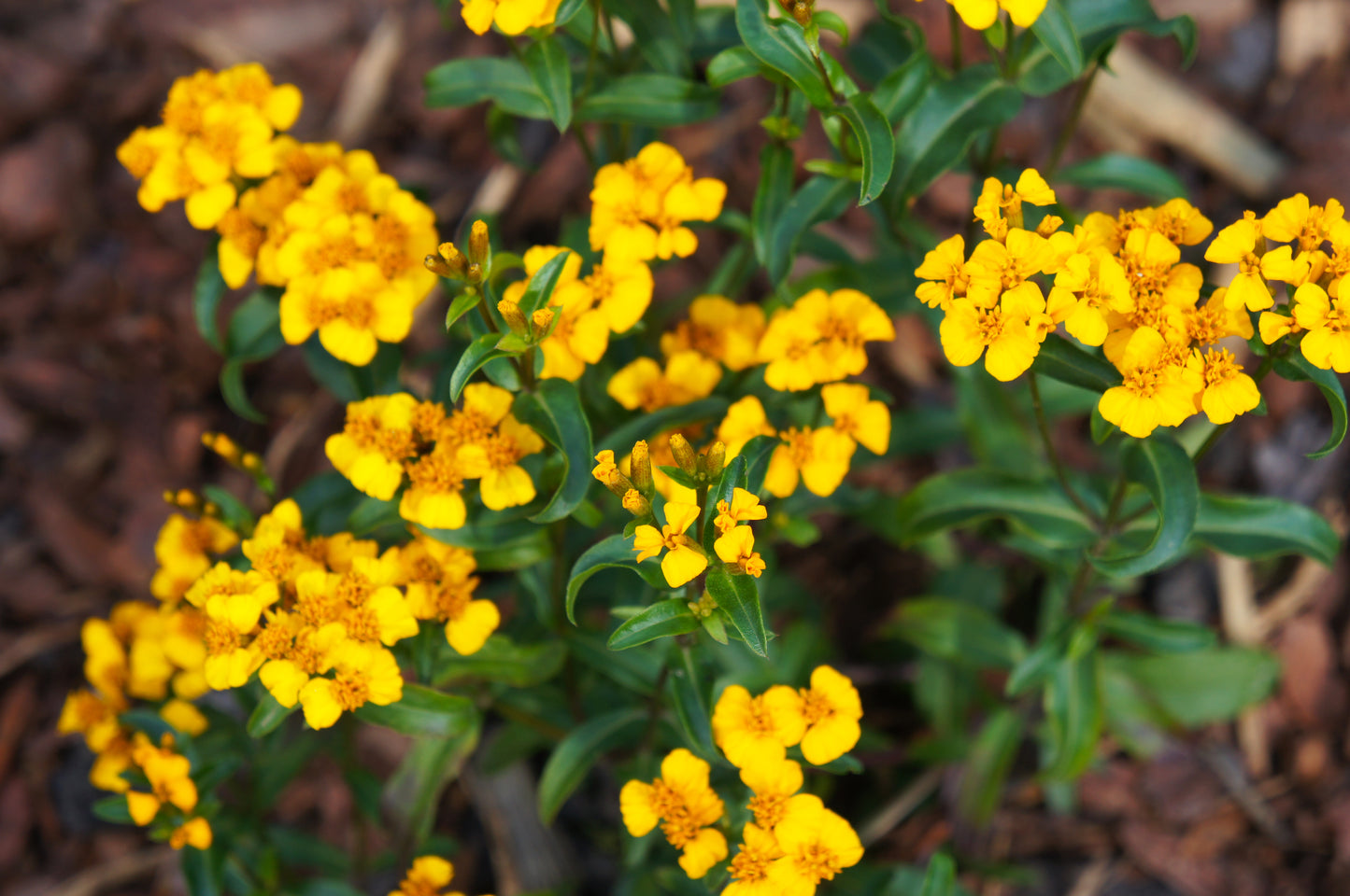 Mexican Tarragon