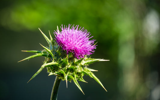 Milk Thistle