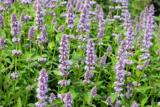 Anise Hyssop