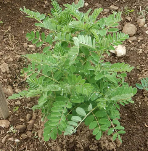 Astragalus