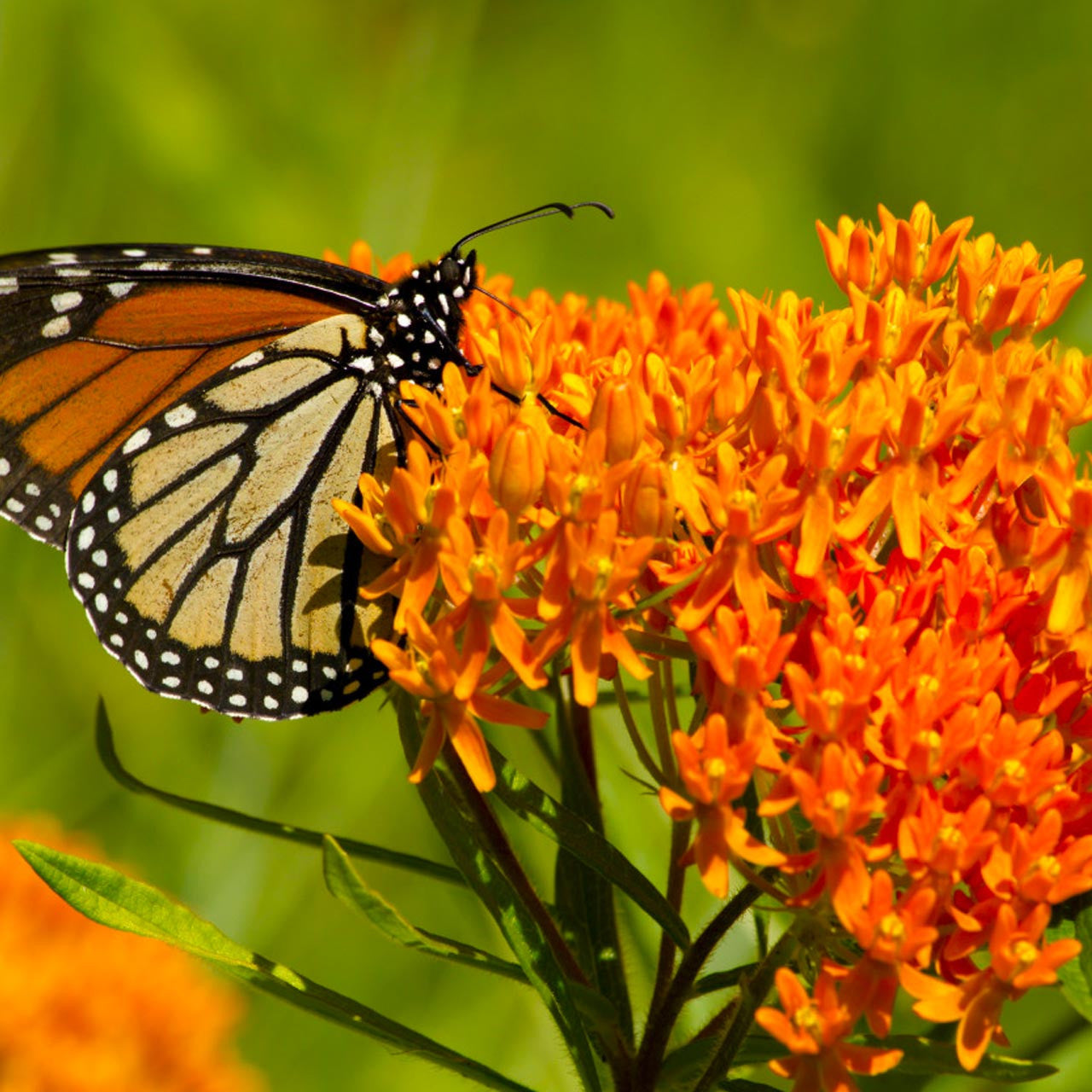 Butterfly Milkweed