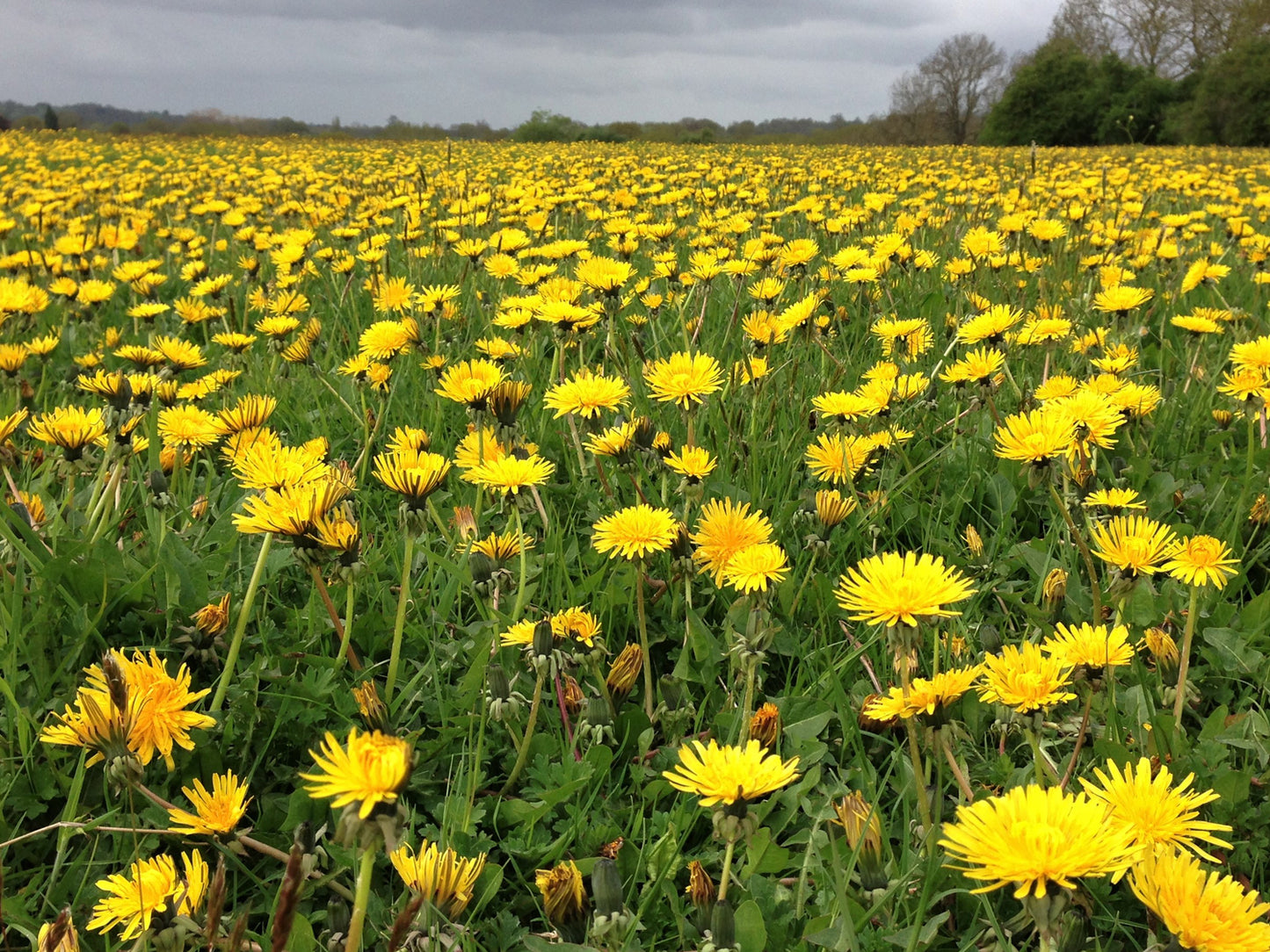 Dandelion, Wild