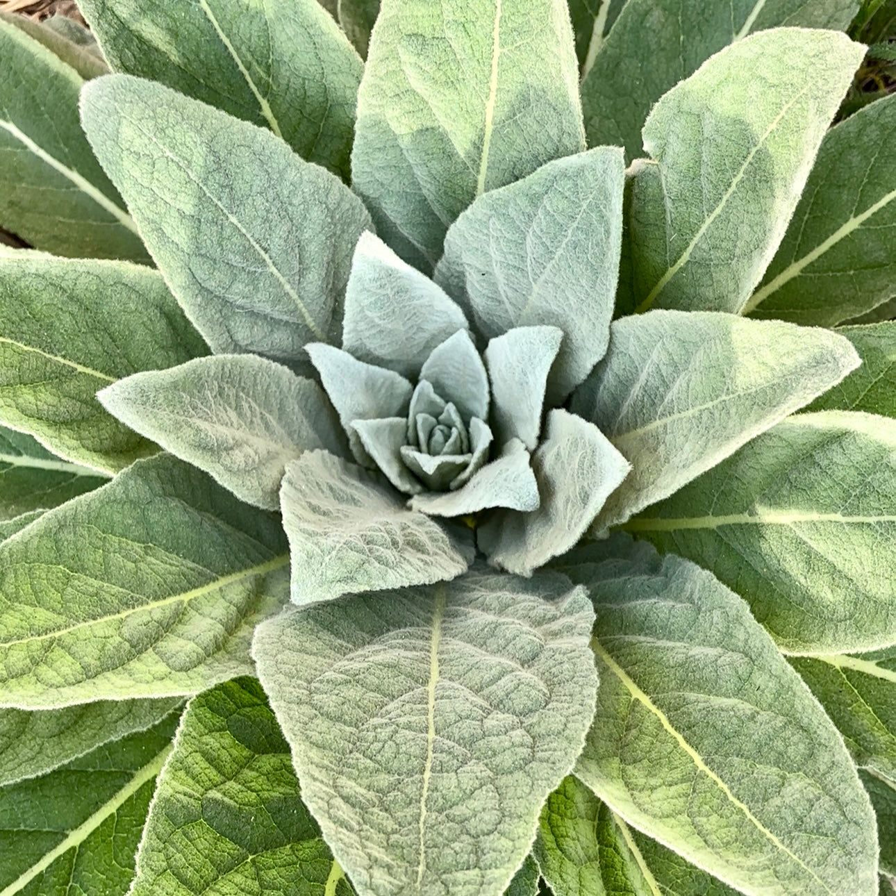 Mullein 'Common'