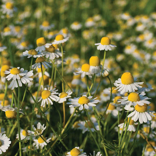 Chamomile 'German'