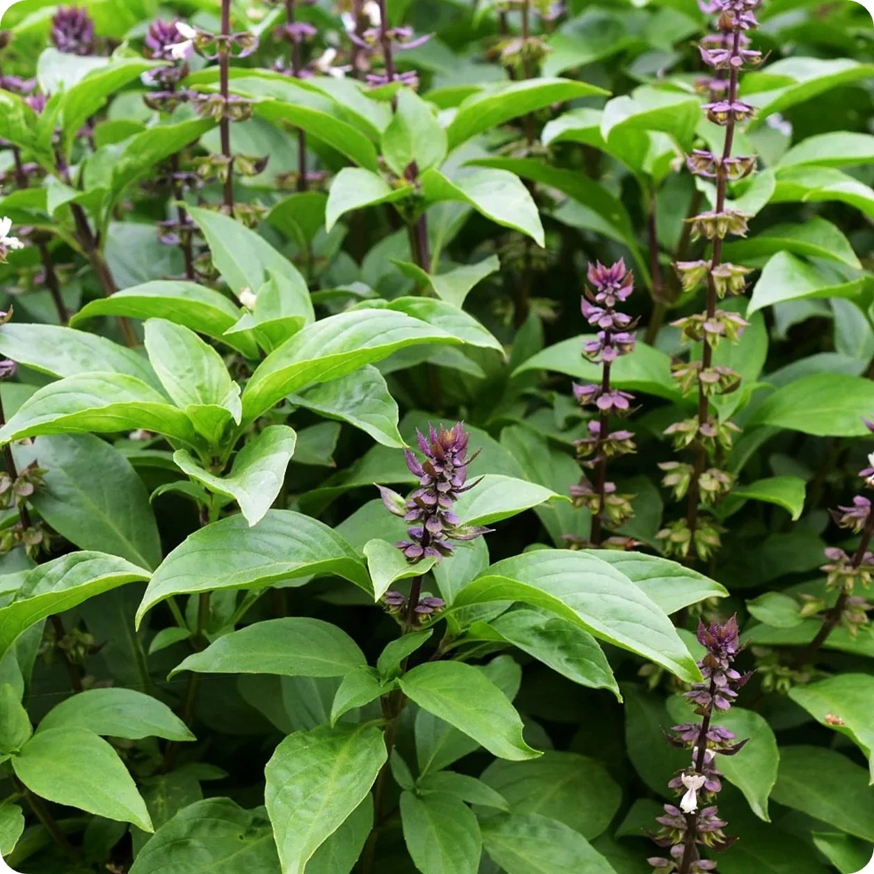 Holy Basil, 'Tulsi'