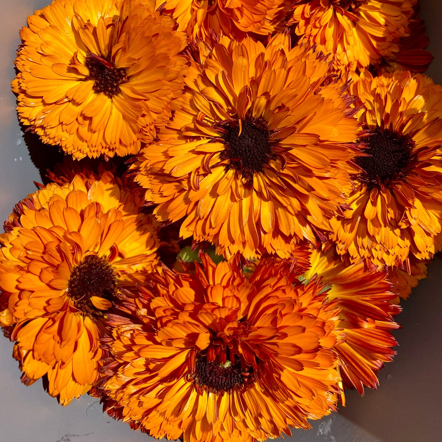 Calendula Officinalis, "Orange Button"