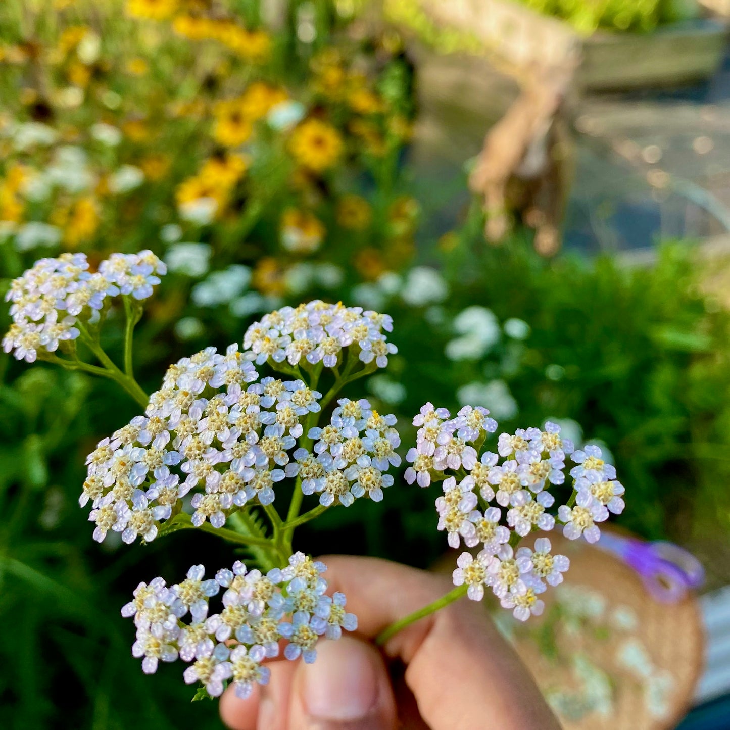 Yarrow, Official