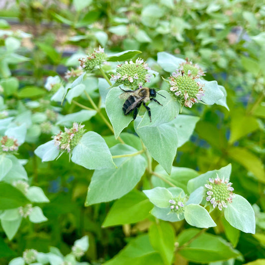 Mountain Mint