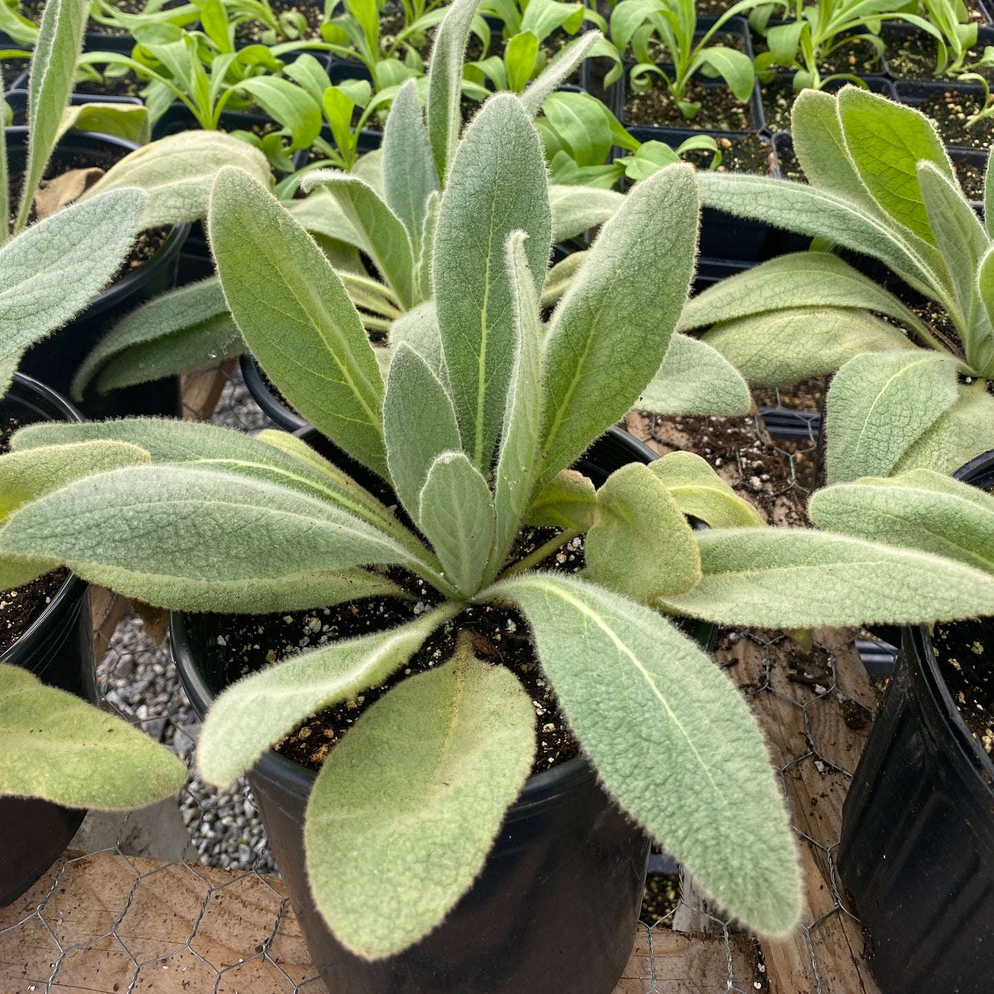 Mullein 'Common'